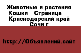 Животные и растения Кошки - Страница 2 . Краснодарский край,Сочи г.